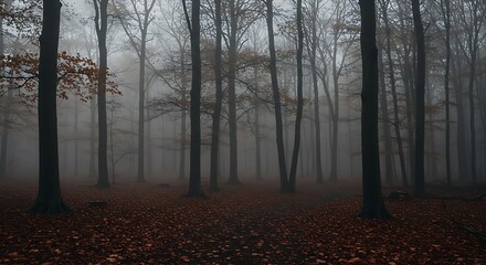 Misty autumn morning in a forest with sunlight filtering through the trees