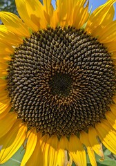 Sunflowers Heart - A Close-Up of Natures Golden Spiral.