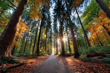 Obraz premium Autumn Forest Path with Golden Sunlight