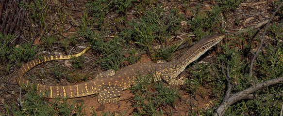 Sand Goanna