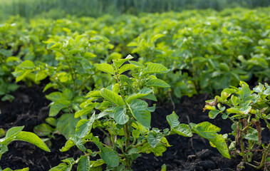 Lush green potato plants fill the field, indicating healthy growth and the upcoming harvest as farmers prepare for a fruitful season