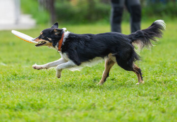 A dog runs and catches a Frisbee