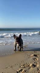 French Bulldogs Beach Day - A Playful Pups Coastal Adventure.