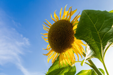 A bright yellow sunflower stands tall under a clear blue sky, showcasing its beauty in a flourishing agricultural field