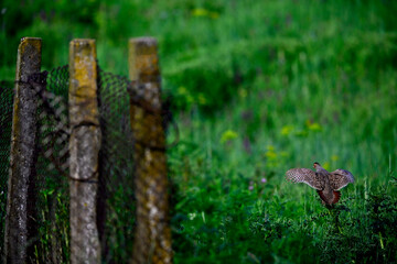 Rebhuhn - Männchen // Grey partridge - male (Perdix perdix) - Vogel des Jahres 2026