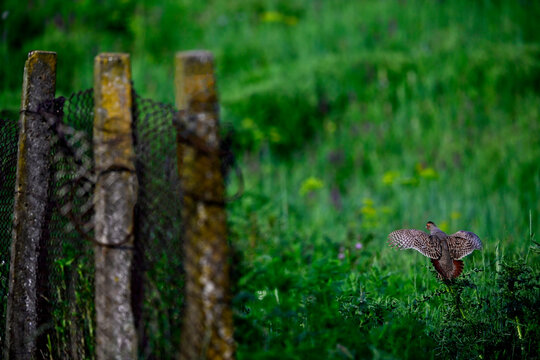 Rebhuhn - M&auml;nnchen // Grey partridge - male (Perdix perdix) - Vogel des Jahres 2026