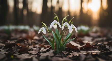 Snowdrops in the Forest - A Sign of Springs Arrival.