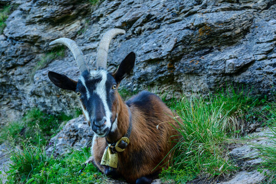 Goat with bell resting outdoors at Kitzbuehler Horn in Tyrol Austria
