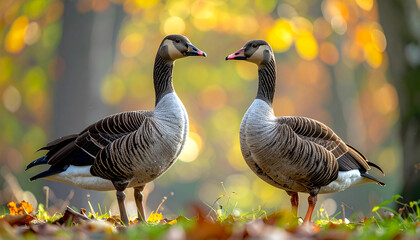 Close-up of beautiful wild geese