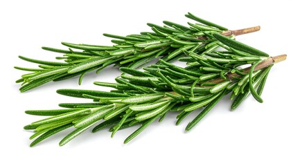 Two sprigs of fresh, vibrant green aromatic herb on a white background