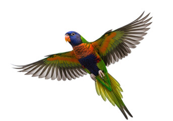 Isolated lorikeet flying spreading wings, beautiful colorful australian parrot animal