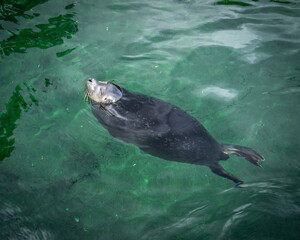 Fototapeta premium Young grey seal swimming in a green water. 
