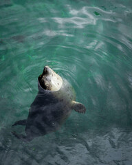 Obraz premium Young grey seal swimming in a green water. 