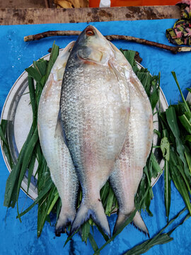 Hilsa or Ilisha fish, a popular and prized fish in Andhrapradesh - India. Villages call it Pulasa, tasty fish.