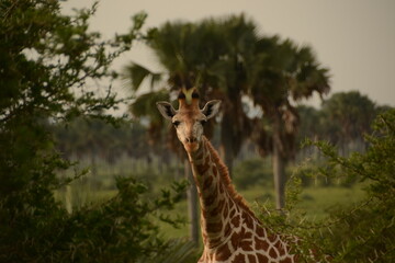 Giraffe in the savanna - Uganda