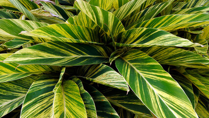 green leaves background