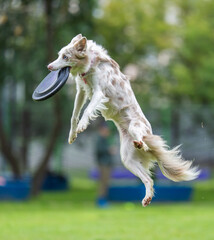 A dog runs and catches a Frisbee
