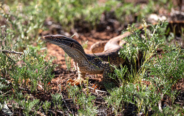 Close-up Sand Goanna