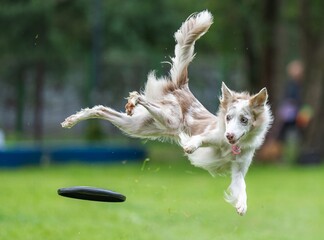 A dog runs and catches a Frisbee