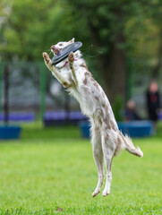 A dog runs and catches a Frisbee