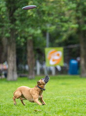 A dog runs and catches a Frisbee