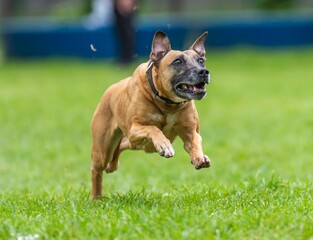 A dog runs and catches a Frisbee