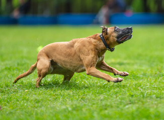 A dog runs and catches a Frisbee