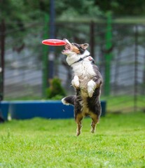 A dog runs and catches a Frisbee
