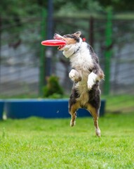 A dog runs and catches a Frisbee