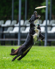 A dog runs and catches a Frisbee