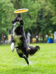 A dog runs and catches a Frisbee