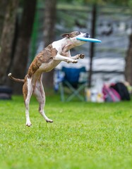 A dog runs and catches a Frisbee