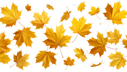 Fototapeta premium autumn leaves background