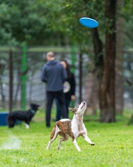 A dog runs and catches a Frisbee