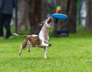 A dog runs and catches a Frisbee
