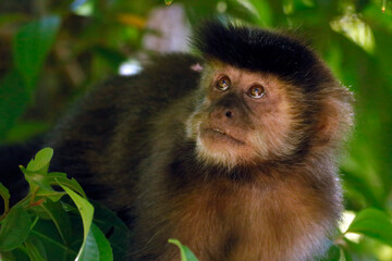 Capuchin monkey