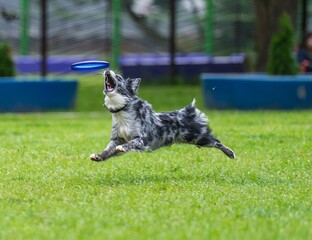 A dog runs and catches a Frisbee