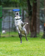 A dog runs and catches a Frisbee