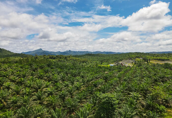 A landscape of industry and nature in East Kutai, Indonesia. An aerial view captures a massive palm oil plantation and a stone quarry at the foot of the Sangkulirang-Mangkalihat Karst range