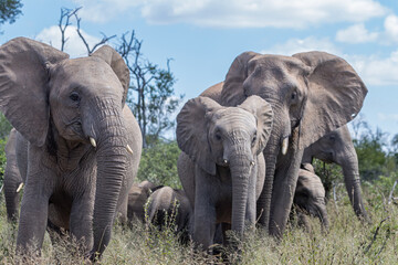 South Africa, Kruger National Park, African Elephant (Loxodonta africana)