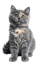 Obraz premium A cute, fluffy kitten with striking orange eyes sits attentively, facing the viewer. Its coat showcases a blend of gray, tan, and white hues