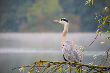 Elegant grey heron perched on a tree branch above a calm lake on a misty morning