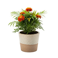 Naklejka premium Potted marigold flower plant in ceramic pot isolated on transparent background