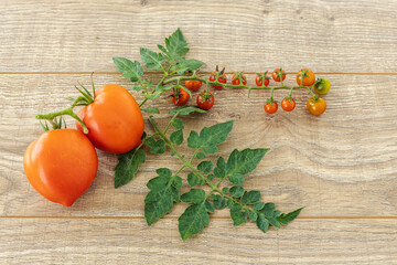 Just picked fresh tomatoes on the wooden background.