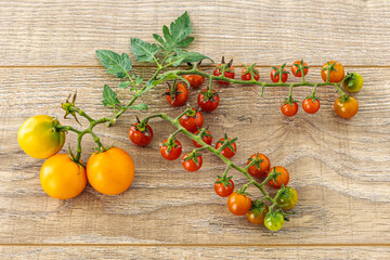 Just picked fresh tomatoes on the wooden background.