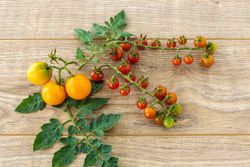 Just picked fresh tomatoes on the wooden background.