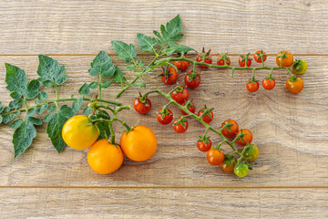 Just picked fresh tomatoes on the wooden background.
