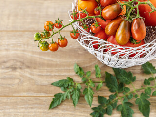 Just picked fresh tomatoes in the wicker basket.
