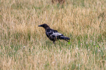Leucistic Carrion Crow with white wing feathers