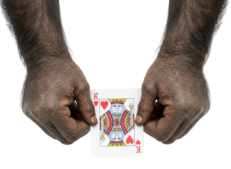 chimpanzee hands holding a king of hearts playing card